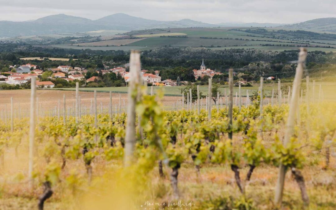Vin volcanique d&rsquo;Auvergne