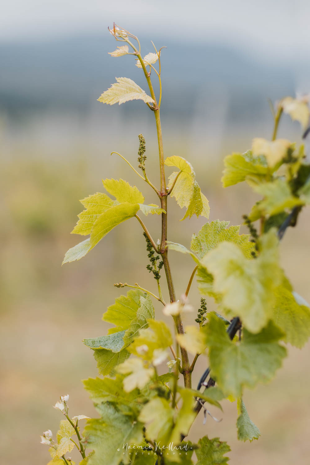 FRANCE - AUVERGNE VOLCANIC WINES ON THE RISE Gros plan sur un pied de vigne